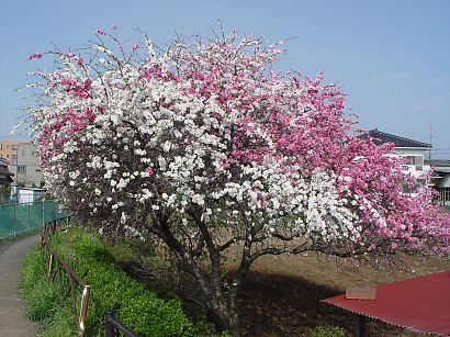 正品日本樱花电器